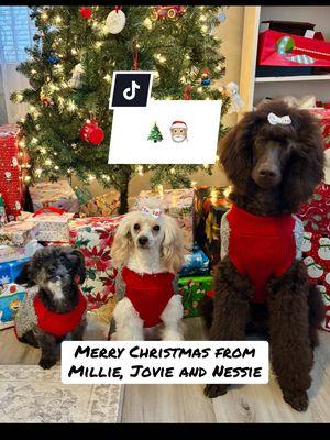 Merry Christmas from Millie, Jovie and Nessie!🎄🎅🏼 #christmasdog #christmasdogs #dogchristmas #dogchristmasphotos #standardpoodlepuppy #toypoodlemix #shelterdogsoftiktok 