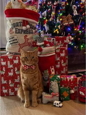 Our lives wouldn’t be the same without No Drama, so it’s only fitting he is included in our Christmas! 😻 I was thrilled Santa really came through for him again! 🐈❤️🦙 We’ve had such a fun Christmas! 😁 #nodrama #bestfriend #fun #santa #Love #surprise #family #friends #christmasgifts #cat #presents #santapaws #reels #santaclaus #christmas #catsoftiktok #merrychristmas #tigerjojo #videos