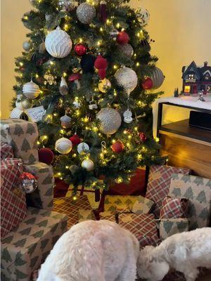 Christmas morning with my little family❤️🎄 #merrychristmas #doggiechristmas #puppychristmas #christmaspup #santapaws #santacame #christmasday #christmasmorning #dinky #ivf #futureparents #ivffamily 