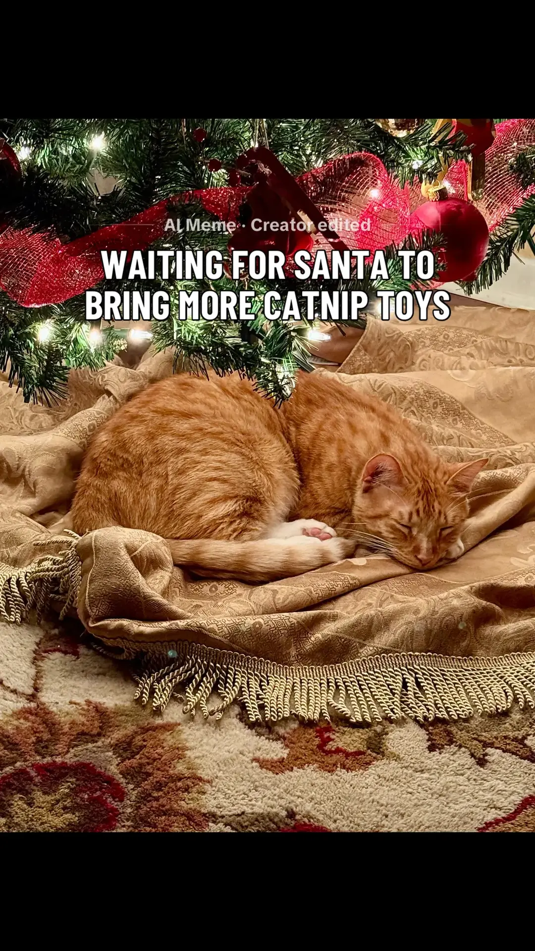 Merry Christmas from Little Bit! #orangecat #catsleep #catlovers #merrychristmas 