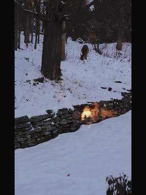 A little Christmas blessing. These little cuties hung around for a good while eating. I wish I could pet them.  #deer #christmas #happyholidays #deersighting #cuties #cute #nature   #iwannaliveinthewoods 