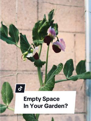 I grew up HATING peas, and it’s still not something I seek out but let me tell you - home grown snap peas are absolutely delicious, and almost in a league of their own. Last year I even grew some purple peas and they were both delicious and visually stunning, and this year I’m adding purple fava beans to my garden which will have the same great flavor with the added benefit of the anthocyanins. Even if you never want to eat the peas or beans they are great for pollinators, and even better for your soil as legumes fix nitrogen in your soil. So what are you waiting for? Plant some legumes! #gardeningtips #gardening101 #gardeneducation #sustainablegardening #fallgardening #wintergarden #fallgarden 