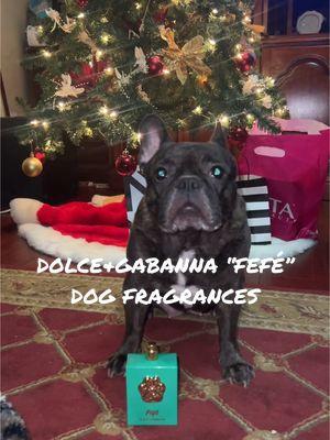 Fendis first doggy fragrance 🎄🎅🏼 #dolcegabbana #dolceandgabbana #fefé #dolcegabbanafefé #nicki97 #fendithefrenchie 