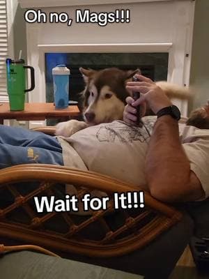 Wait for it! I promise it's worth it. Happy Holidays! #maggiemalamute #rescuedog #dogsoftiktok #PetsOfTikTok #rescuedogs #malamutes #maggiemalamute #malamute 