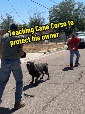 Sangre loves to bite the sleeve and hates his trainer @Mr. Grinch pulling him down the street #bigdogsoftiktok #dogoftheday #canecorso #canecorsoforlife #canecorsoitaliano #doglife #workingdog #merrychristmas #cane #PetsOfTikTok #doglover #guarddogs #bigdog #canecorsosoftiktok #bitework #fyp #workingdog #biteworktraining #bluecanecorso #albuquerque 