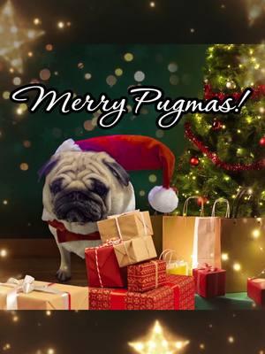 Merry Christmas and Happy Holidays! #pugs #pugsincostumes #pugtok #puglife #dogs #dogtok #christmas #dogsonchristmas #holidays #secretsanta 