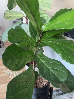 I’m sorry if that pun at the start of the video was too painful to listen to. I just couldn’t help myself. But this stuff DOES work. #houseplants #fiddleleaffig #newleaf #liquidfertilizer #bigplants 