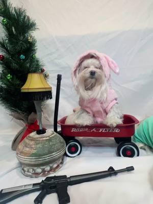 #merrychristmas #christmas #achristmasstory #christmasstory #christmastiktok #dogsoftiktok #dog #maltese #youllshootyoureyeout #redryder #radioflyer 