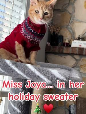 #furbaby #joya #EDS #EDScat #ehlersdanlos #specialneedscat #loveher #mygirl #mycat #mykitty #kitty #meow #cat #sweater #catsweater #cutecat #cutekitty #cutie #cutiepie #cute #catvid #catvideo #christmastime #christmassweater #adoptdontshop 