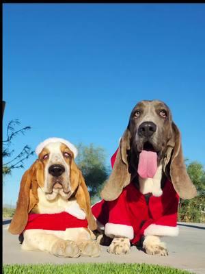 Merry Christmas to our friends and family, I hope you all have had a wonderful day making beautiful memories with those who you treasure and love ❤️  #bassethoundpuppiesofinstagram  #bassethounds #bassethoundworld #bassetlove #bassethoundadventures #bassetlife #bassethoundpuppies #bassethoundfriends #bassethoundmoments #bassetude #nothingbetterthanabasset #puppies #bassethoundfriends #puppiesofinstagtam #mansbestfriend #cutenessoverloaded  #howlinhounds 