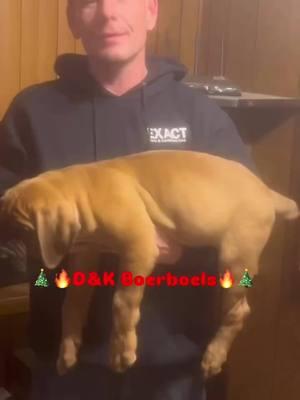 Merry Christmas to everyone AND to my Ohio guy Merry Christmas and Happy New Year to you and family 🐶🐶🐶🐶🐶🎄🎄🎄🎄🎄💪💪💪💪💪🔥🔥🔥🔥🔥🔥💙💙💙💙💙⭐️⭐️⭐️⭐️⭐️#dandkboerboels #midamericaboerboels #boerboelpuppies #Boerboels #southafricanboerboelpuppies #southafricanboerboels #boerboelbreeders #boerboelmagazine #boerboelkennels #nfl #NBA #MLB #NHL #atl #newyork #cali #texas #hiphop #hiphopculture #country #countrymusic #blackcountry #mississippi #florida #Nevada #boston #utah #northcarolina #southcarolina #canada🇨🇦🇮🇸 