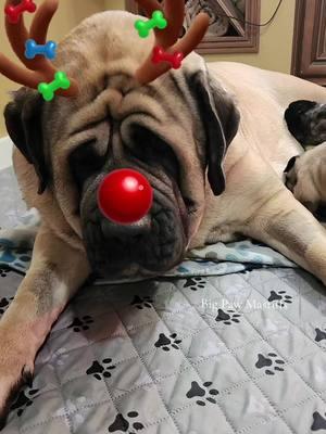 Merry Christmas Y'all 🐶🎄🐾🎁#englishmastiff #mastiff #nc  #bigpawmastiffs #gentlegiant #mastiffsoftiktok #bigdog #fyf #merrychristmas #dogsoftiktok 