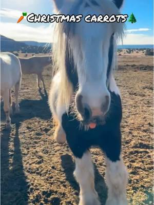 Little chomps  #christmasanimals #countrychristmas #funnyhorses #naturalhorsemanship 