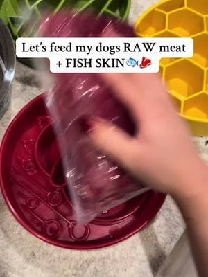 Let’s feed my dogs RAW meat + FISH SKIN 🐟🥩 #rawfeddog #dogfood #dogsoftiktok #dog #australianshepherd #asmr 