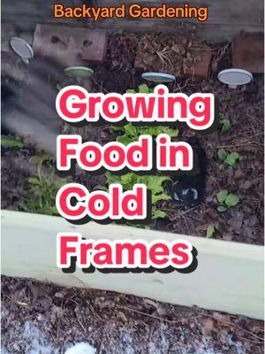 A cold frame works by creating something like a mini-greenhouse, trapping warm air through solarization inside of the box and insulating the plants within from the worst that winter has to offer🌱💚 #gardening #backyardgarden #coldframe #gardentips #growingfood  