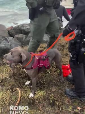 A man and his dog were rescued from a sailboat by a U.S. Coast Guard (USCG) swimmer near Port Townsend Wednesday morning, according to the Jefferson County Sheriff's Office (JCSO). Shortly before 7 a.m., a passerby called 911 to report a man in distress struggling to navigate his sailboat in strong winds near the Larry Scott trail. The JCSO said the man and his dog were stranded with waves crashing around them after their boat ran aground. In a video released by the JCSO, it appeared like the boat's sail became torn or tangled as the high winds swirled around. 🔗 in bio for the full story. #komo #komo4 #komonews #komo4news #seattle #washington #jeffersoncounty #jcso #sailboat #rescue #boatrescue #uscg #military #porttownsend #dog #cutedog #dogvideos #4u #fyp #foryou #foryoupage #foryourpage #dogsoftiktok #doglover #doggo