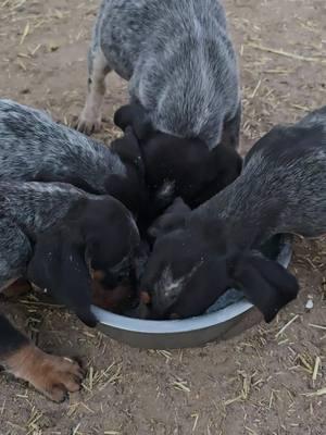 1 male 3 females available. northern nm #3amkennels #upcloseoutdoorsllc #houndsman #treedandfreed #bluetick #redtick #treed #blackbear #nextgeneration #puppy 