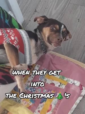 Merry Christmas All ✌🏾❤️‍🔥🎨✊🏾#merrychristmas #foryoupage #TikTokShop #✌🏾❤️‍🔥🎨✊🏾 #trending #fafo #chiweenie #chiweenielife #DeDeDidIt2020 #chiweenioftiktok 