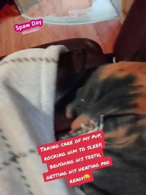 #bougie #kimkardashian #sounds #itsafulltimejob #funnyvideo #petowners #fulltimejob #dogsoftiktok #PetsOfTikTok #puppiesoftiktok #chihuahua #chihuahuastiktok #minipinscher #cute #mybaby #myboy #sleep #fyppppppppppppppppppppppp #foryourpage #likeandcomment 