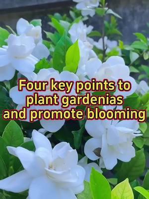 #garden #gardening #gardens #plants #plant #planting #homegarden #homegardening #houseplants #houseplant #indoorplants #gardenias 