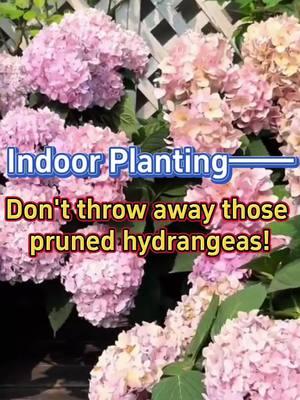 #indoorgarden #hydrangeas #propagate #planting #gardentips #homegarden #houseplants #flowers #plants #gardening #indoorplants 