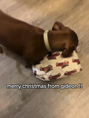 Merry christmas!! #dogchristmas #dogpresents #dogtiktok #dachshund #funny 