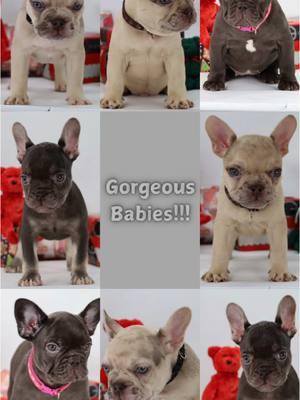 Gorgeous babies!!!#knuckleheadbullies #fyp #frenchbulldog #puppylove #foryoupage 