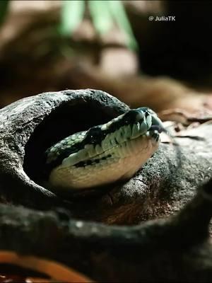 #snake #animalworld #wildlife #animalslifestyle #nature #foryour 