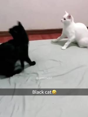 Black cat🐈‍⬛😹#fyp #fypシ #foryou #pet #pets #cats #catsoftiktok #PetsOfTikTok  #funnypets #funypetsoftiktok #funnypetvideos #funnypetsoftiktok 