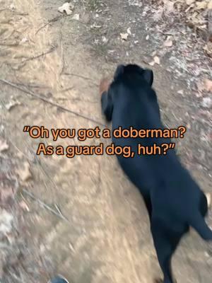 I dont think people realize how much I do not want him to even be close to a guard or protective dog  #doberman #dogcommunity #fyp #dogtok #dobermanservicedog #ownertrainedservicedog #ptsd #ptsdservicedog #servicedog #dobermanpinscher #doberman #servicedogcommunity #servicedogsoftiktok 