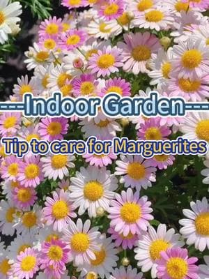 #garden #planting #gardening #plants #indoorgarden #homegarden #indoorplants #homeplants #gardenplants #plantcare #marguerite #plantcaretips 