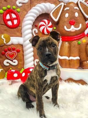 Merry Christmas from The Canine Stars! 🎄 #CanineStars #merrychristmas #ChristmasDogs #Christmas #SagebrushChurch #NewMexico #ChristmasTime #DogTricks #Puppy #StuntDogs 