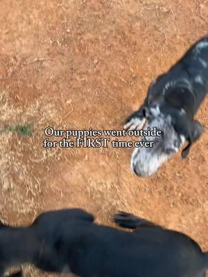 🎄First time outside now on our YouTu be!😂 Tailwaggingtitans🐾 the ears flying was too cute!  #puptok #puppytiktok #pupsoftiktok #cutepuppy #furbabies #gentlegiant #triadnc #nc #northcarolina #breederslife #realistic #greatdanesoftiktok #greatdanepuppy 