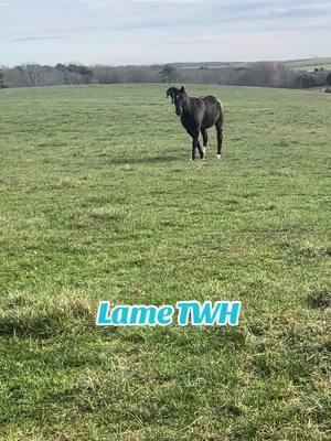 I feel like I post this every few months, but, a head bob is NOT necessarily a symptom of lameness in a TWH. Rhythmic bob timed to the hoofbeats= correct gait. Uneven bob can be an indication of lameness, soreness, stiffness, or a horse who doesn’t know how to use themselves yet. #tennesseewalkinghorse #ginonjazz #thepurplerain #votenotothepastact #letemwalkon #versatile #gaitedhorses #gaitedhorse #railtotrail #agvocate #horsemanship #horsetraining #education #showhorse #history 