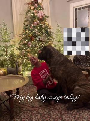 Merry Christmas and happy birthday to my big baby boy!#mastiffsoftiktok #mastiff #englishmastiff #englishmastiffsoftiktok #brindlemastiff 