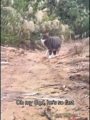 Cats are so fast🤣🤣#cat #cats #cutecat #catlover #catsoftiktok #fyp #fypツ #foryou #funny #foryoupage #funnyvideos #funnycat #funnytiktok #funnyanimal #kitty 