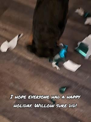 Now we know: Willow's favorite way to receive gifts is wrapped 😂 Unfortunately Klaus was scared of all the ruckus, so we have to hide him from the festivities. #willowtherottweiler #rottweiler #rottie #dogtok #dogsoftiktok #christmasdog 