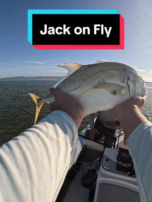 #flyfishing #fishing #saltwaterflyfishing #saltwaterfishing #keyslife #skifflife #everglades #jackcrevalle 