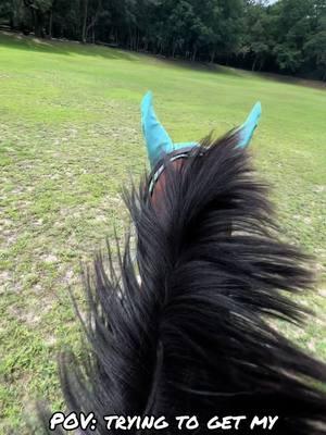 Trying to get my ottb into a canter rhythm #horsesoftiktok #horses #ottbs #ottbsoftiktok #offthetrackthoroughbred 