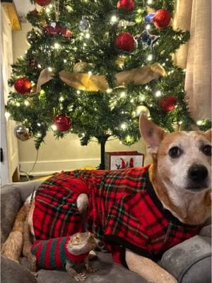 I just wanted yo show off their Christmas pajamas  #CapCut #fyp #dog #heeler #australiancattledog #foryoupage #fypシ #foryoupageofficiall #foryoupage❤️❤️ #foryoupagee #beardeddragon #beardeddragonsoftiktok #christmas