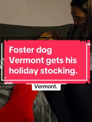 Vermont spent 698 in the care of our friends at the @RISPCA who took wonderful care of him until we transferred him into #Handsomedansrescue. He is now in foster care with Jen and Brian, working hard to adapt to life in a home for the first time.   Please boost, favorite, follow. 💗  #scareddog #dogsofinstagram #dog #dogs #DogTraining #doganxiety #dogstagram #fireworks #scared #anxiousdog #doglife #of #doglover #doglovers #scaredpuppy #reactivedog #instadog #thofjuly #reactivedogs #dogtrainingtips #fireworksarescary #dogoftheday #reactivedogsunite #dogbehavior #barkingdogs #adoptdontshop #thunder #fireworksscaredogs #doglove #instagram