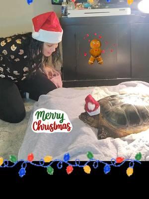 I WIN! Xmas Live is Alive & Kicking 🙌 #snappingturtle #turtle #dinosaur #tinydiny #spikey #merrychristmas #fyp #LIVEhighlights #TikTokLIVE #LIVE 