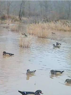 Something great is starting to happen in the timber hole we built a couple years ago! We still haven’t hunted it yet, but the wood ducks have found it and they are starting to draw in a few mallards. Hopefully next year they will remember it and we can get some hunts out of it! #duckseason #woodducks #conservation #waterfowl #moistsoilmanagement #habitatmanagement #duckimpoundment #duckhunting #mallards 