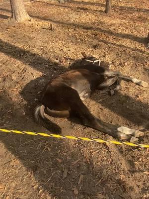 3 month old she should now. Growing fast!!!! #Topgunstables #hopkinssouthcarolina #topgunstableshopkinssc #rackinghorse #gaitedhorses #singlefootinghorse 