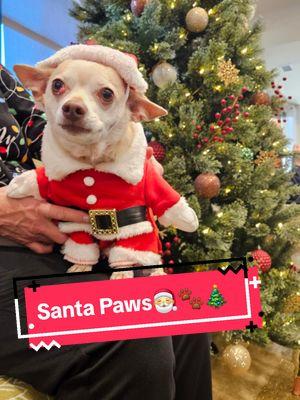 Have a very Jerry Christmas🎄 #santapaws #merrychristmas #santapawsiscomingtotown #chihuahuastiktok #chihuahua #dogsoftiktok #PetsOfTikTok  #dogsincostumes #chihuahuachristmas 