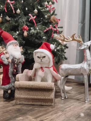 Merry Xmas and happy holidays my furfriends #merrychristmas #catchristmas #santaclaus #santacat #catcostume #catvideo #catsoftiktok #christmascat 