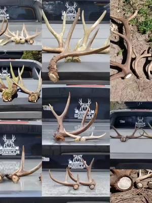 #shedantlers #shedhunter #shedhunting #inthepursuitofbigbucks #southernoregonblacktails #roguegorillaoutdoors #buck #blacktailfreak #tinesup #tinesdown #pnw #sosheds #milesmakepiles #milesforpiles #blacktailbuck #shedseason2024 