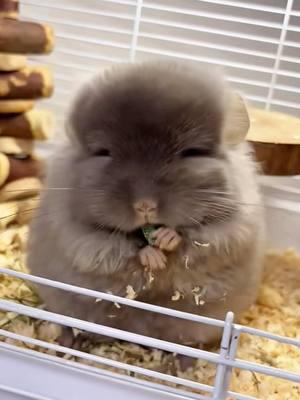 So freaking cute 🫠🫠🫠 #pet #cute #funnyanimals #chinchilla #chinchillasoftiktok #explore #viral #fyp 