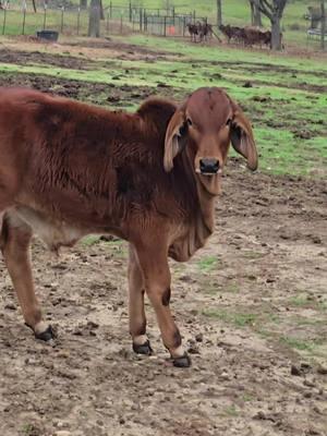 Boss. This Bull is going to be incredible. He has Troubadour and Super Dutys bloodline. He was so little when born. Love him. He is filling out more and more. Keep an eye on Lamberts Ranch. We have developed an outstanding breeding bloodline of these Brahmans. We breed for Color, Size, Beauty and for Gentle Temperaments.  #Jimmylambert #lambertsranch #ginabfly #brahmanbull #redbrahmanbull #redbrahman #trump #polledbrahman #brahmancattle #showcalves #Brahman #foryoupageofficiall #foryoupage #for #foruyou #forupage #foryou #foryoupage❤️❤️ #capcut 