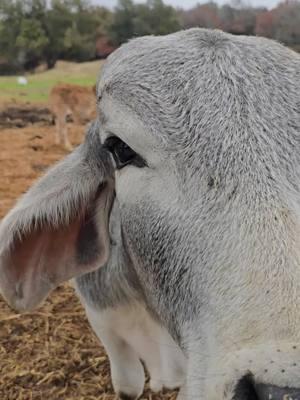 Zeus. This may be the most gentle creature I have ever known. He has the sweetest temperament. Gina and I just love him. Keep an eye on Lamberts Ranch. We have developed an outstanding breeding bloodline of these Brahmans. We breed for Color, Size, Beauty and for Gentle Temperaments.  #Jimmylambert #lambertsranch #ginabfly #brahmanbull #redbrahmanbull #redbrahman #trump #polledbrahman #brahmancattle #showcalves #Brahman #capcut #foryou 